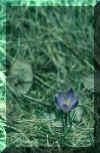 trelatete_Scan123.jpg (80033 bytes)